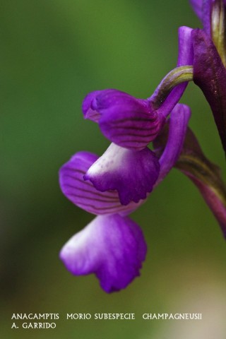 Anacamptis  morio subespecie  champagneusii.   Vulgarmente en algunos lugares se la conoce como Test�culo de Perro. Escindida tambi�n del g�nero Orchis, en otras publicaciones aparece como Orchis champagneusii.
Esta orqu�dea necesita algo m�s de humedad que otras, y en los a�os favorables llega a ser numerosa, siendo escasa si no llega este nivel de humedad.
Al igual que casi todas las orqu�deas de nuestro t�rmino, es una planta de entre 10-25 cm. de altura. Florece de Marzo a Mayo y el color de las flores es viol�ceo con el centro del labelo blanco.
Crece en prados, claros de encinas o pinares y cunetas de caminos en el monte.
