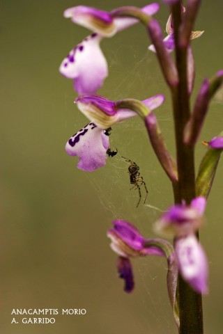 Anacamptis morio. Esta orqu�dea es muy parecida a la champagneusii, pero pronto notamos la diferencia tanto por sus flores como por la envergadura de la planta que puede llegar a los 30 cm.  Sus flores var�an del rosa claro al naranja, mientras el centro del labelo presenta manchas y los l�bulos laterales tienen una forma m�s dentada. Esta especie es m�s restringida tanto en h�bitats como en n�mero de ejemplares. Por su seguridad no podemos dar m�s datos sobre su distribuci�n.