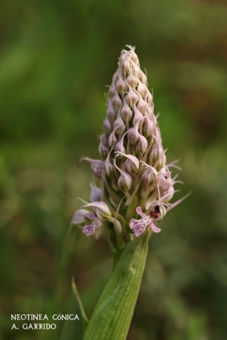 Filum: Magnoliophita. Clase: Lili�psida. Orden: Orchidales
Familia: Orchidaceae. G�nero: Neotinea
Especie: Neotinea c�nica.
