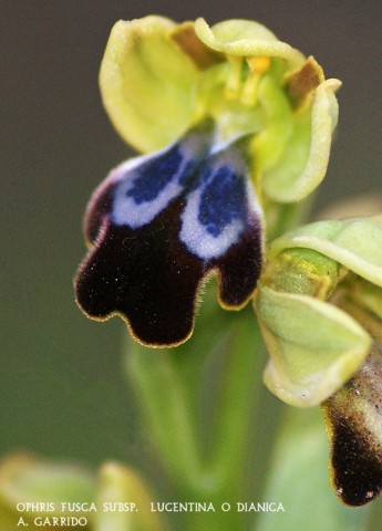 Ophris fusca subsp.  lucentina o dianica: Es justificable esta indecisi�n a la hora de clasificar esta orqu�dea, ya que su sorpresivo descubrimiento en nuestro t�rmino, Abril de 2013, y la gran variedad de subespecies en la Pen�nsula Ib�rica de esta especie, no nos ha permitido decantarnos por una en particular, pues el parecido de unas y otras es grande.
Es planta de mediano tama�o, unos 20 cm. No hemos podido recabar demasiados datos, pues s�lo dos ejemplares avalan nuestro estudio.
Tambi�n nos ser� permitido el no dar m�s datos, con objeto de proteger su progresiva expansi�n, si �ste se produjese.
