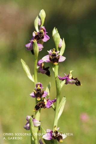 Filum: Magnoliophita. Clase: Lili�psida. Orden: Orchidales
Familia: Orchidaceae. G�nero: Ophris
Especie: Ophris scolopax: Orqu�dea de la Abeja.
