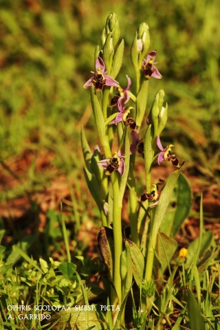 Filum: Magnoliophita. Clase: Lili�psida. Orden: Orchidales
Familia: Orchidaceae. G�nero: Ophris
Especie: Ophris scolopax subsp. picta.
