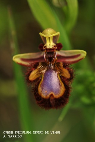 Ophris speculum: Espejo de Venus: Aunque muy discreta para los profanos, es una de las m�s bonitas por su esp�culo (espejo) azul brillante, bordeado de amarillo y pardo del labelo. No suele ser muy alta, apenas sobrepasar�n los 15 cm algunos ejemplares, pero compensa con creces por su belleza vista de cerca.
Prospera en pastizales, protegida por otras hierbas con un cierto grado de humedad, aunque su h�bitat puede ser de lo m�s diverso: rodeada de eucaliptus, pinos, e incluso en cunetas al borde de cualquier carretera comarcal.
