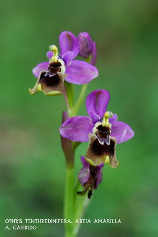 Filum: Magnoliophita. Clase: Lili�psida. Orden: Orchidales
Familia: Orchidaceae. G�nero: Ophris.
Especie: Ophris tenthredinifera: Abeja Amarilla.
