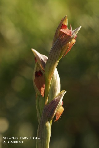 Serapias parviflora: Tambi�n es la �nica de este g�nero que habita nuestro territorio. Todo acompa�a a esta discreta orqu�dea a pasar desapercibida en su entorno. Crece y florece cuando lo hacen miles de hierbas y flores en plena primavera. Rodeada de gram�neas y plantas de m�s porte, presta sus 15 cm. de altura a unas flores de un  pardo-verdoso claro y un corto labelo color canela.
Crece indiscriminadamente en prados, entre chaparros o en claros de monte.
No es muy abundante.
