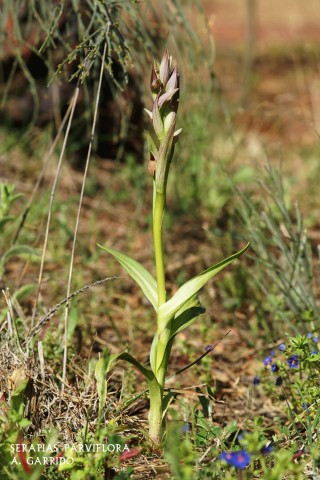 Filum: Magnoliophita. Clase: Lili�psida. Orden: Orchidales
Familia: Orchidaceae. G�nero: Serapias.
Especie: Serapias parviflora.
